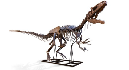 Squelette de dinosaure
