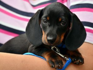 Budget Animal de Compagnie. Combien ça coûte ?